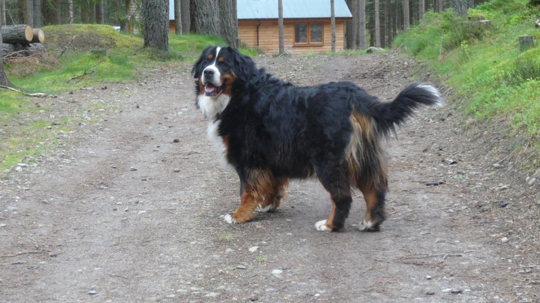 capercaillie dog