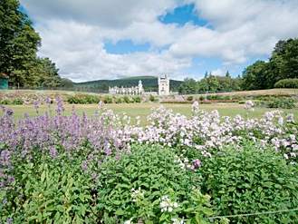 Flower fields, Cairngorms