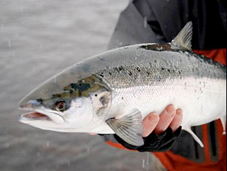 Fishing, Cairngorms