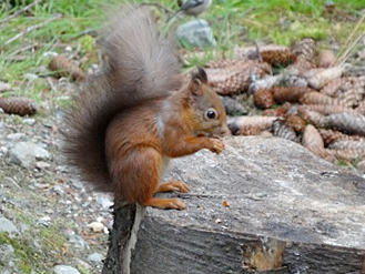 Red squirrel, Cairngorms