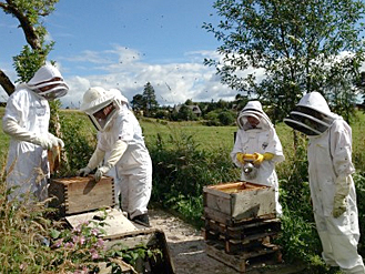Honey bees, Cairngorms