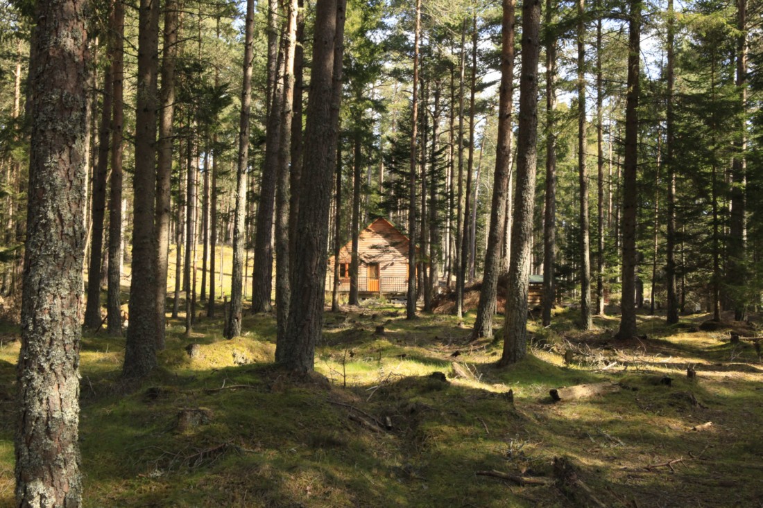 Pine-Marten in the woods