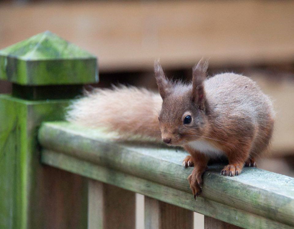 pine-marten red squirrel