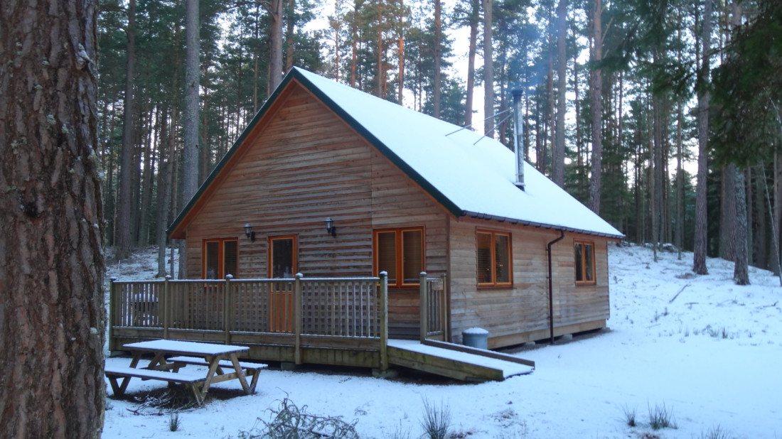 Pine Marten lodge in snow