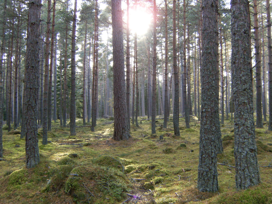 Sun in forest, Cairngorms