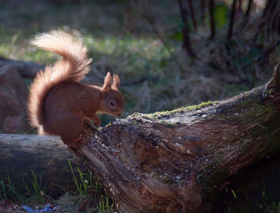 red-squirrel, Cairngorms