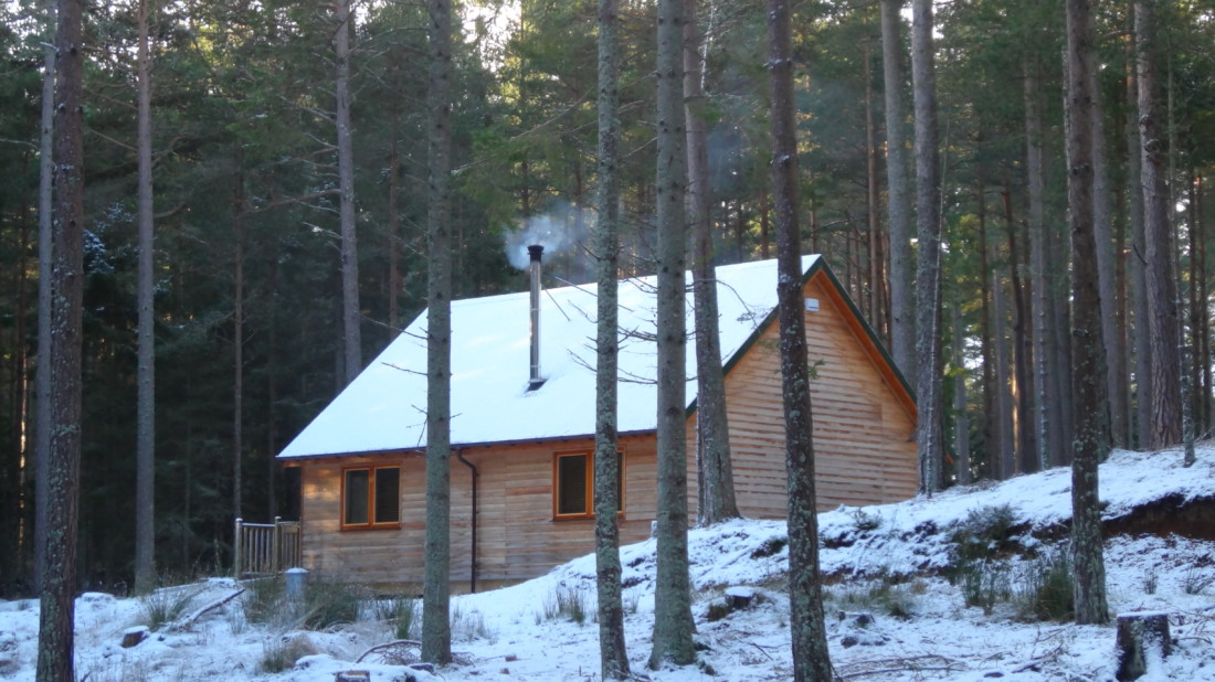 Red Squirrel in the snow, Cairngorms