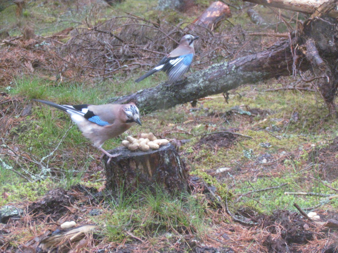 Birds, Cairngorm Forest