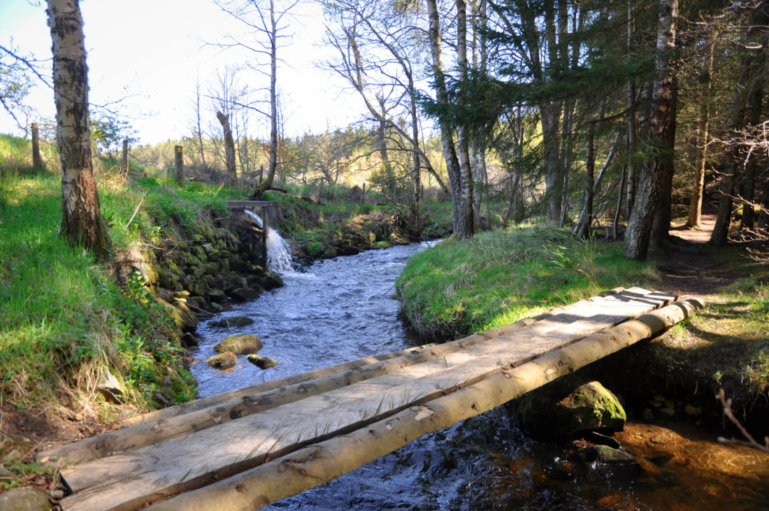 Woodland Walk Logie Coldstone, Aberdeenshire