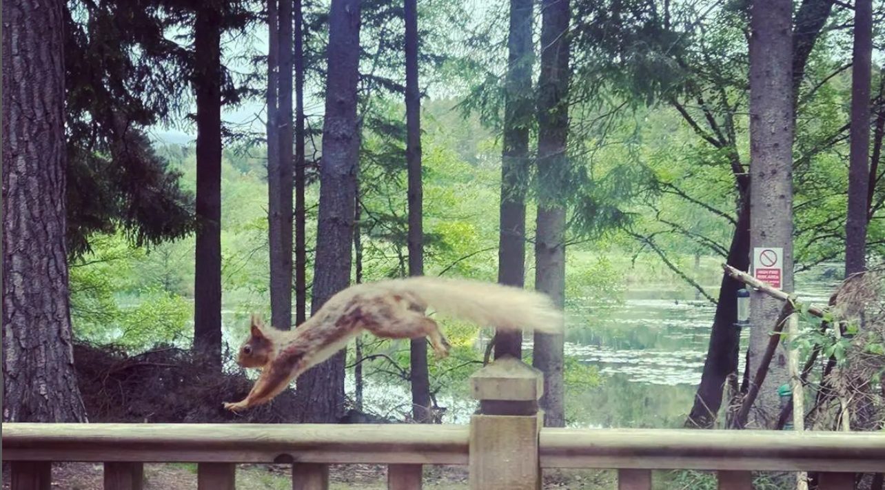 red squirrel lodge in cairngorm lodges